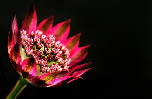 Zeeuws Knoopje als lampje