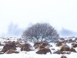 The peat bog near Baraque Michel by Eddy Westdijk