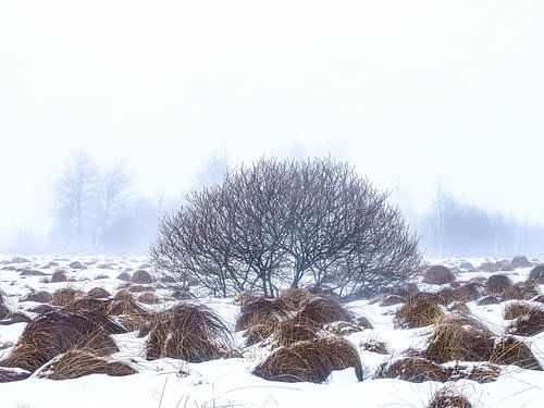 Het veengebied nabij Baraque Michel