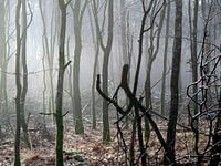 Winter in het bos