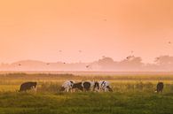 Grazende koeien par Jo Pixel Aperçu
