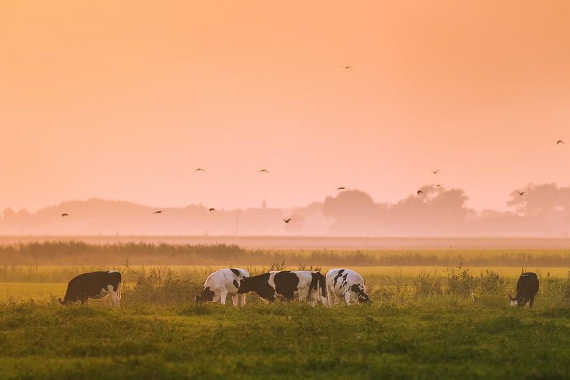 Grazende koeien par Jo Pixel