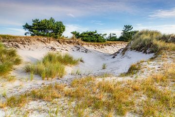 Duinen in het ochtendlicht II van Daniela Beyer