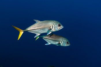 Jacks aux yeux de cheval