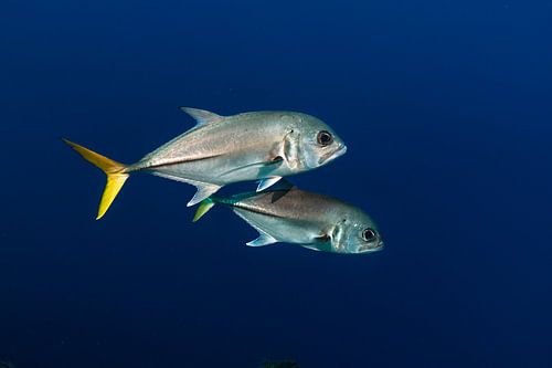 Jacks aux yeux de cheval