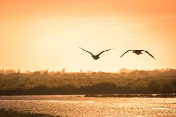 Dem Sonnenuntergang entgegenfliegen von Rob van der Wal