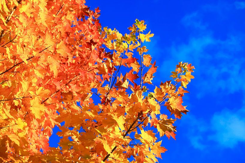 Goldener Oktober von Thomas Jäger