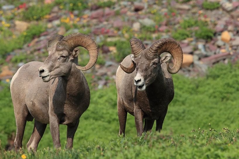 Bighorn Sheep Glacier National Park Montana USA by Frank Fichtmüller