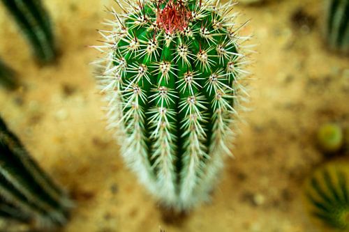 Cactus