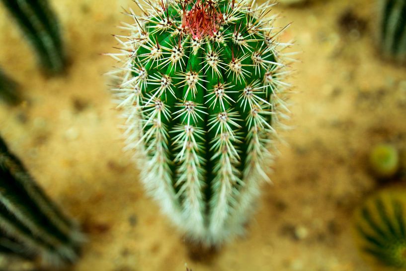 Cactus by Stedom Fotografie
