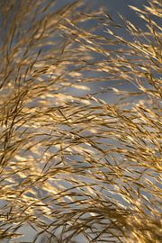 Golden pampas grass, clouds and sunlight 4