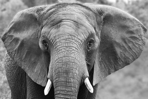 Portrait of an elephant