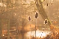 Ein schöner Winternachmittag ( horizontal) von Birgitte Bergman Miniaturansicht