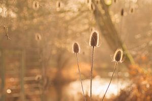 Un bel après-midi d'hiver ( horizontal)