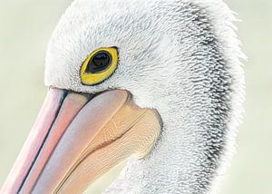 The Pelican "In my eye" van Vincent Willems