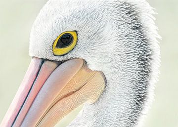 The Pelican "In my eye"