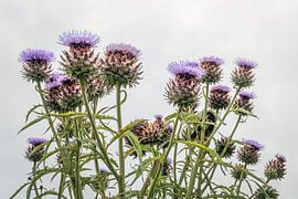 Blossoming artichoke plant up close by Ruud Morijn