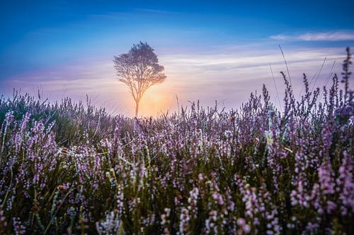 Berk in paars heide landschap bij zonsopkomst