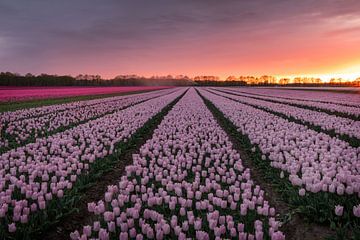 Champ de tulipes pendant un magnifique coucher de soleil sur KB Design & Photography (Karen Brouwer)