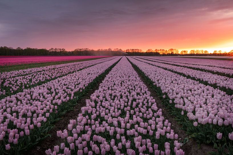 Tulip field during beautiful sunset by KB Design & Photography (Karen Brouwer)
