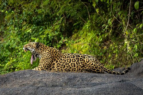 Beautiful Jaguar in Suriname in the jungle