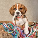 Beagle-Welpe von Tony Wuite Miniaturansicht