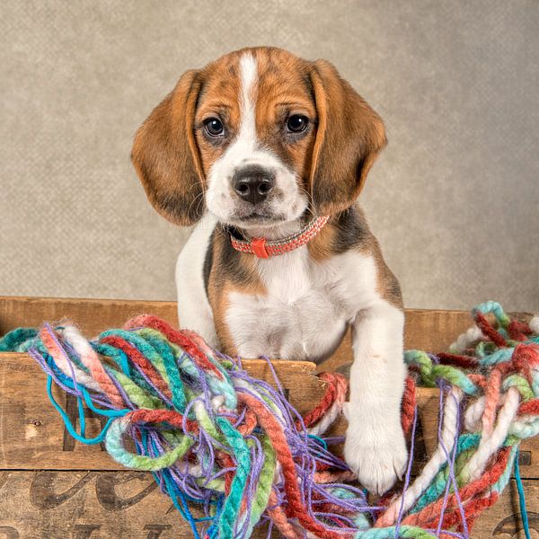 Beagle-Welpe von Tony Wuite