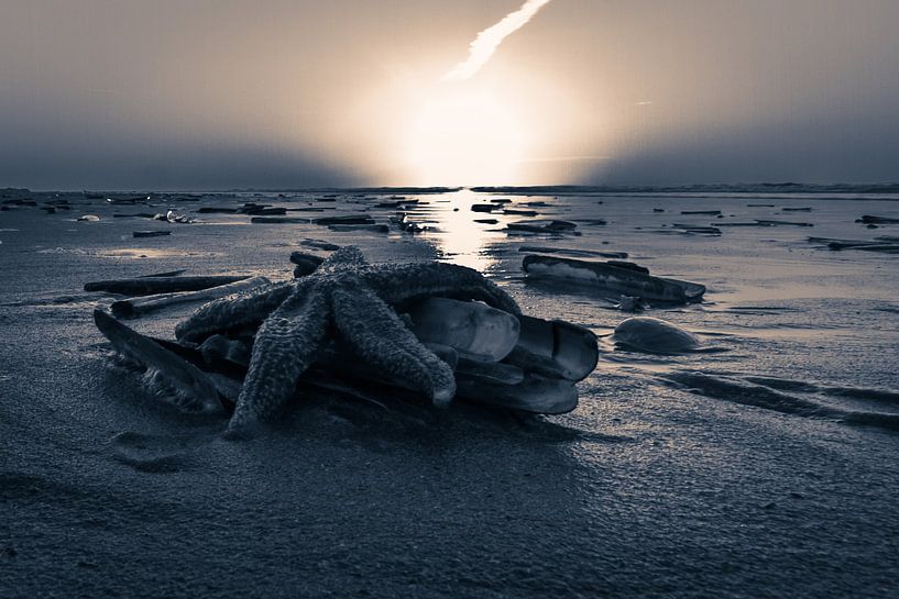 Starfish @ the Beach by Foto van Anno