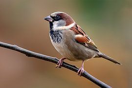House Sparrow (Passer domesticus)