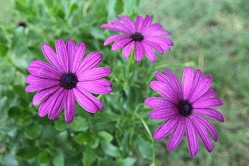 Les marguerites violettes sur Cornelis (Cees) Cornelissen