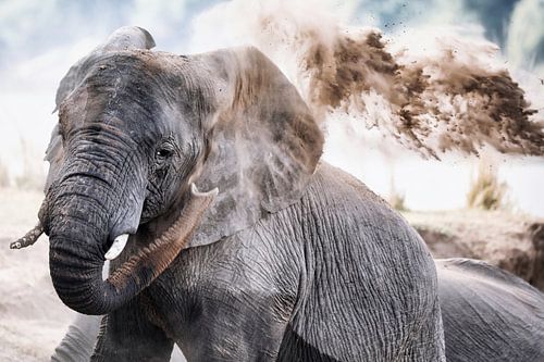 african elephant throws sand, wildlife