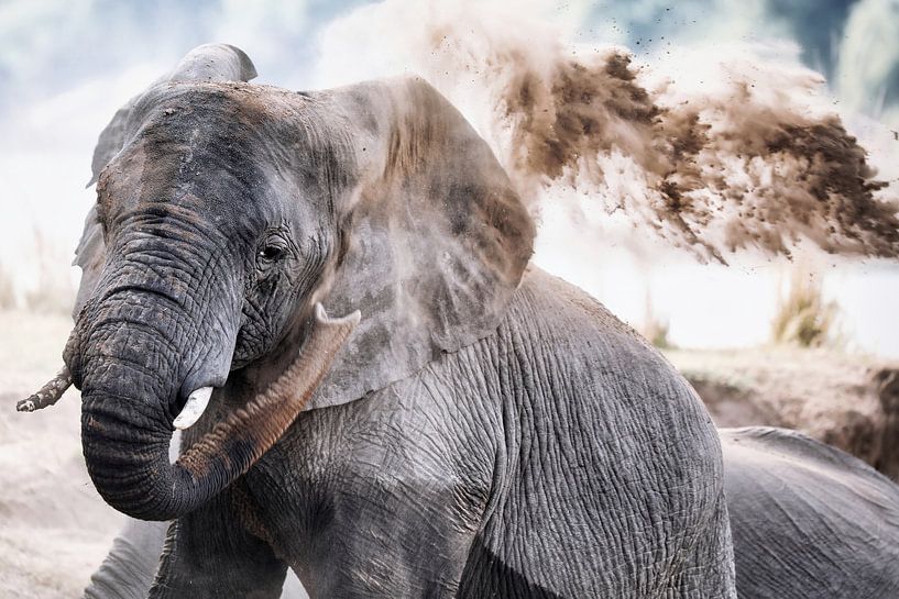 Afrikanischer Elefant wirft Sand, wildlife von W. Woyke