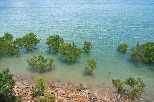 Mangrovebomen