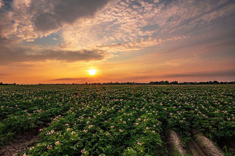 Potato Country by Margreet Schipper