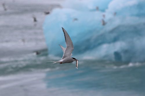 Noordse Stern vangt vis