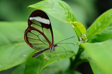 Durchsichtiger Schmetterling (2) von Wiljo van Essen