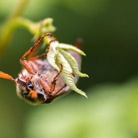 Eintagsfliege von Samantha Rorijs