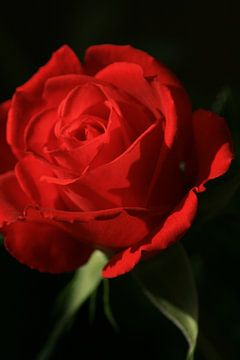 Rode roos. van Marianne van der Bent