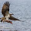 Osprey flying with fish by Photo Henk van Dijk