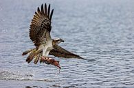Fischadler fliegt mit Fisch von Photo Henk van Dijk Miniaturansicht
