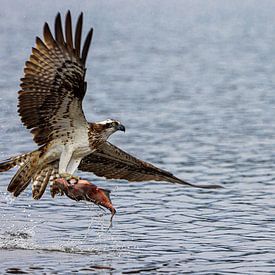 Fischadler fliegt mit Fisch von Photo Henk van Dijk