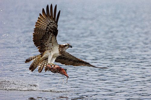 Fischadler fliegt mit Fisch
