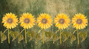 Sonnenblume Rhythmus in Symmetrie