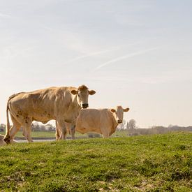 Blonde koeien in dewei bij Millingen aan de Rijn von E.M Hak