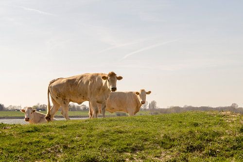Blonde koeien in dewei bij Millingen aan de Rijn