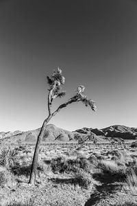 Monochromer Joshua Tree in Kalifornien von Melanie Viola