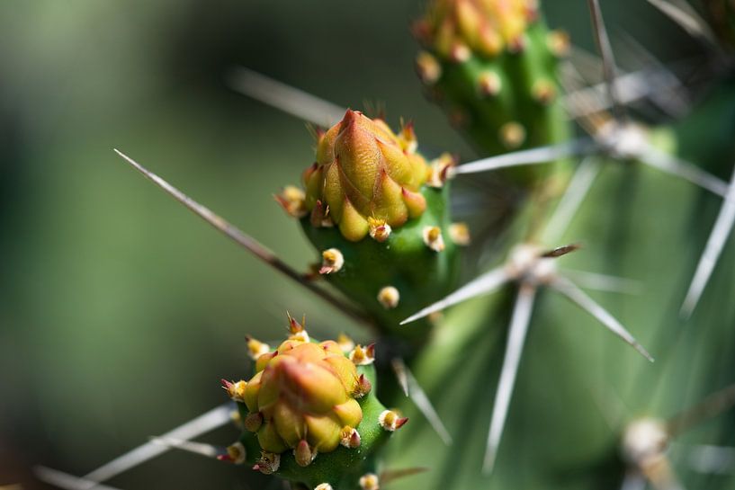 Cactus flower under the Thai sun by Frank Photos