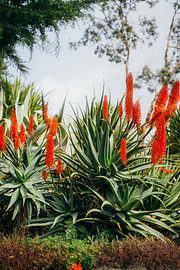 Plantes d'agave rouge