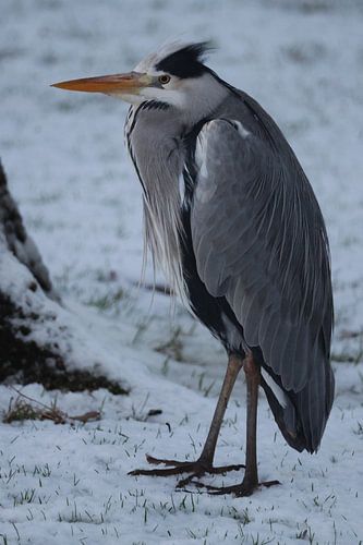 Winterliche Stille – Graureiher im Schnee