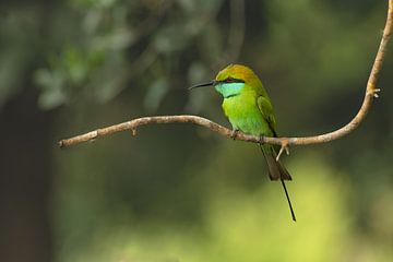 Green Bee-eater by Lex van Doorn